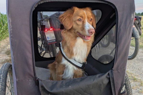 hond in een fietskar